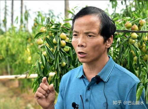 棗 想約你 冬棗分選線推動產品標準化升級