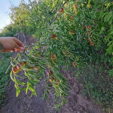 [冬棗批發(fā)]河北滄州黃驊市鮮棗 8.00元/斤黃驊脆冬棗 批發(fā) _ 一畝田