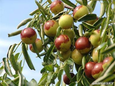 河北美食盤點大全,看著就流口水,一定要吃個遍